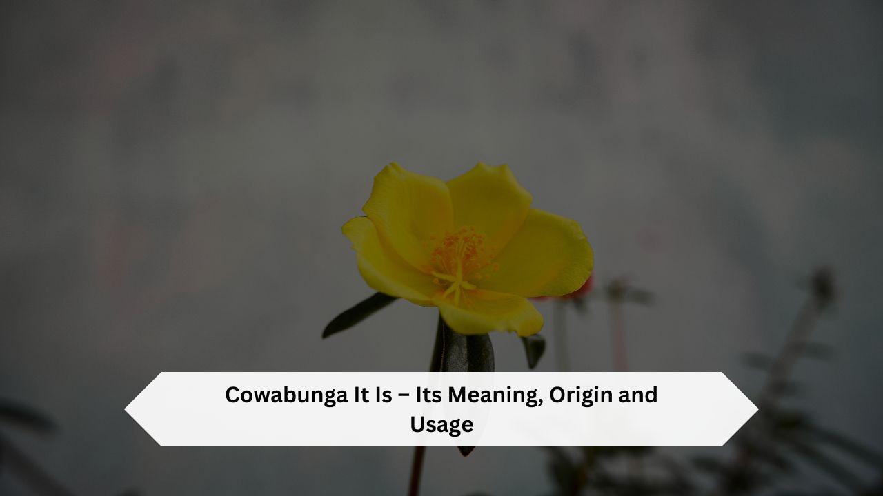 Cowabunga It Is – Its Meaning, Origin and Usage